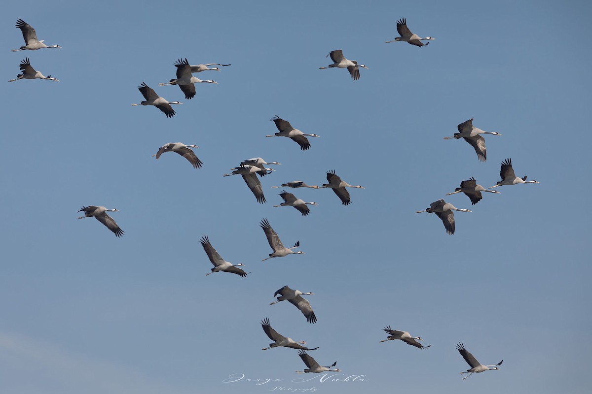 Common Crane - Jorge Nubla