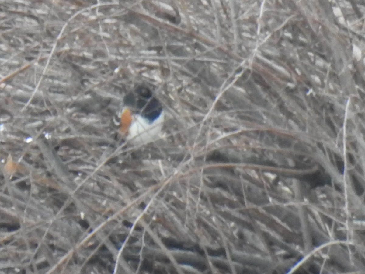 Spotted Towhee - Randy Schietzelt