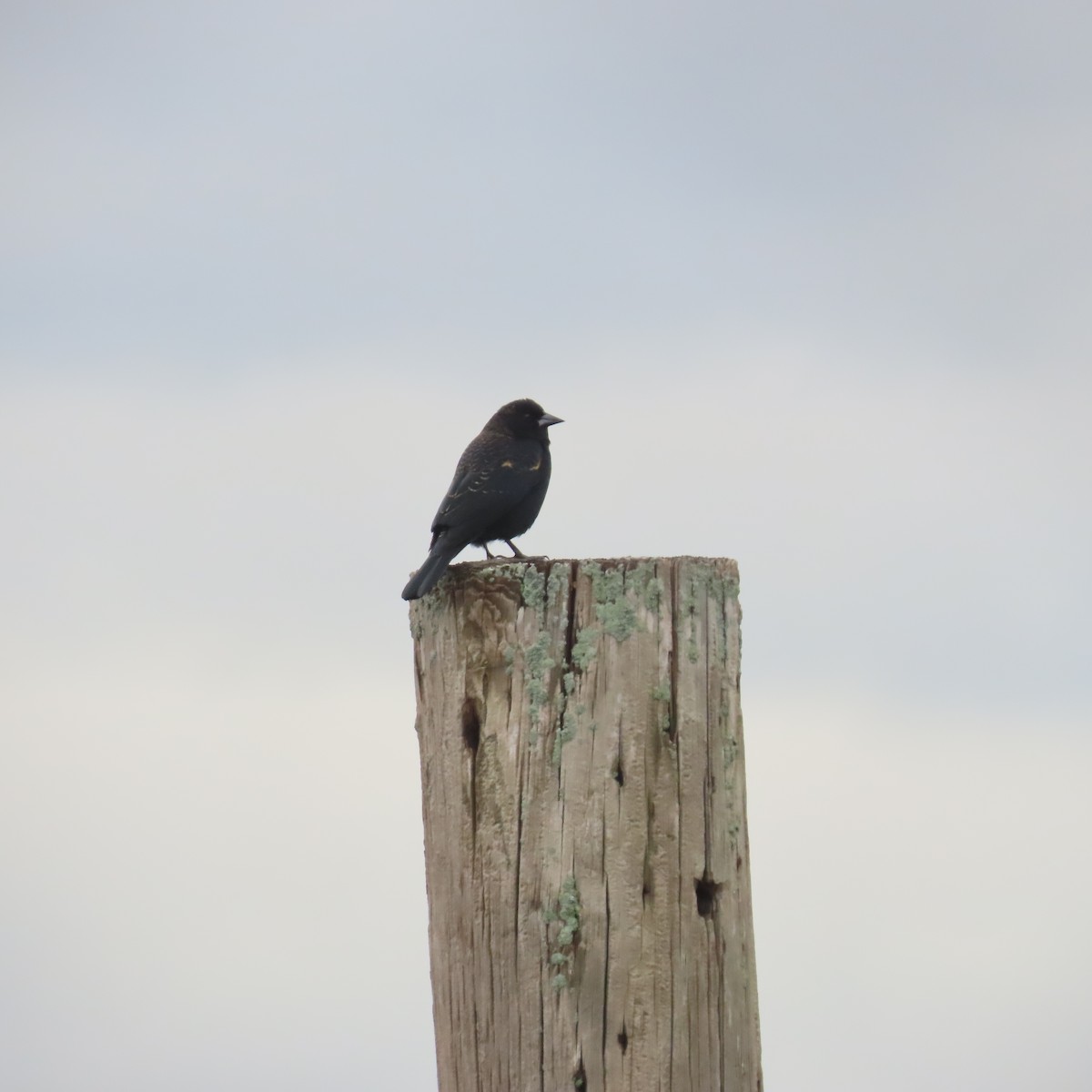 Red-winged Blackbird - Richard Fleming