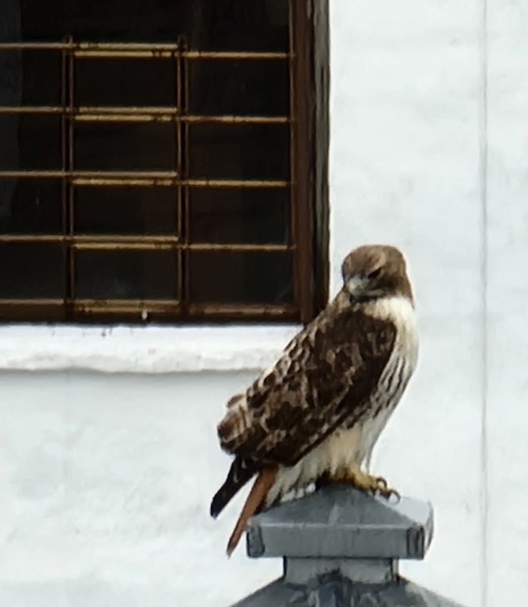 Red-tailed Hawk - ML614109967