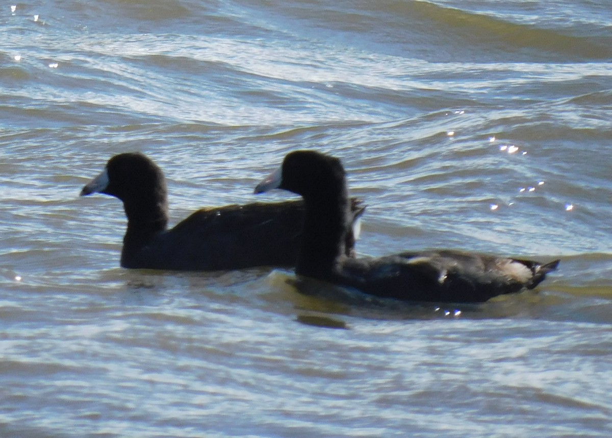 American Coot - ML614110012