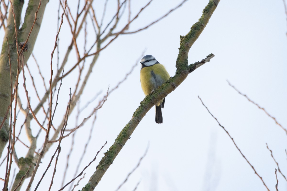 Eurasian Blue Tit - ML614110038