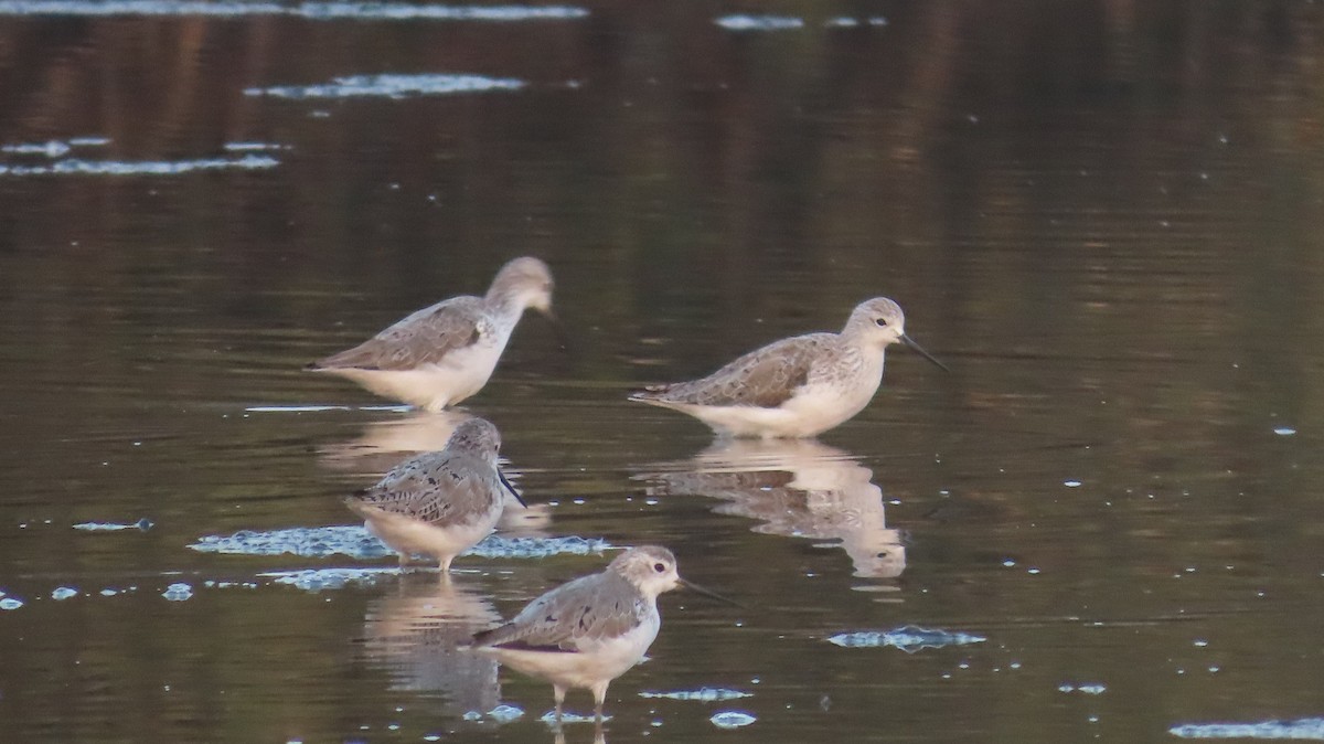 Marsh Sandpiper - ML614110079