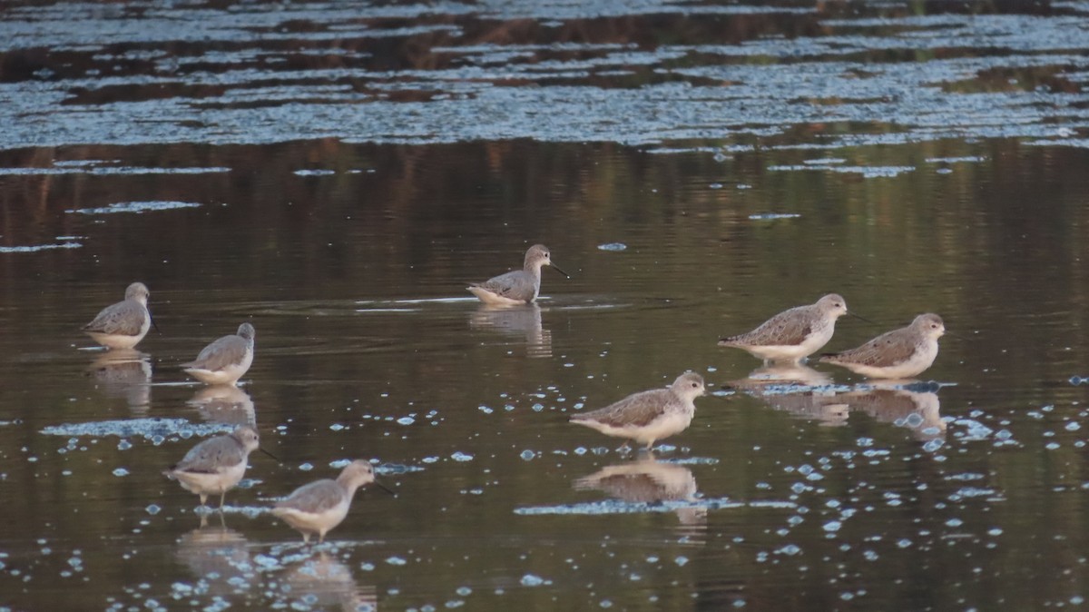 Marsh Sandpiper - ML614110080