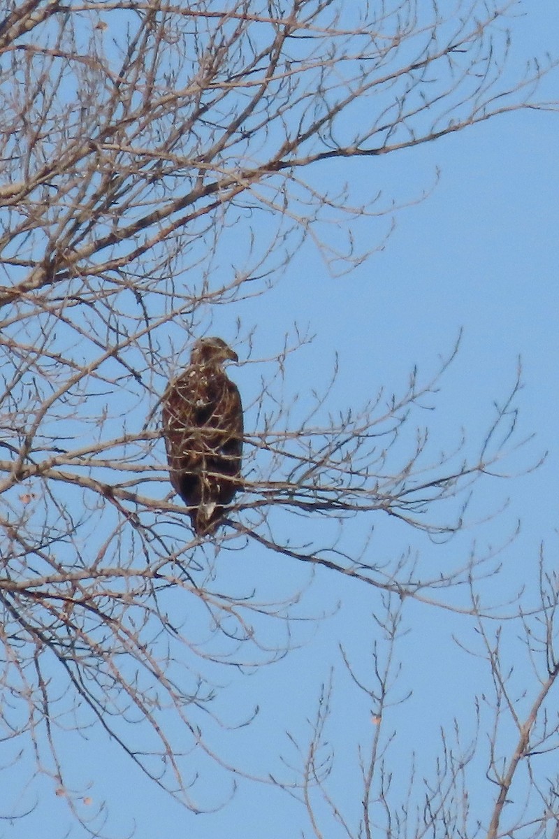 Bald Eagle - Rita Flohr