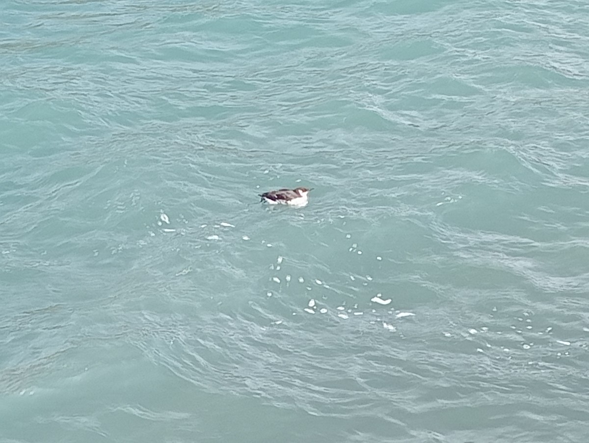 Common Murre - ML614110140