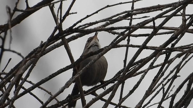 Bewick's Wren - ML614110159