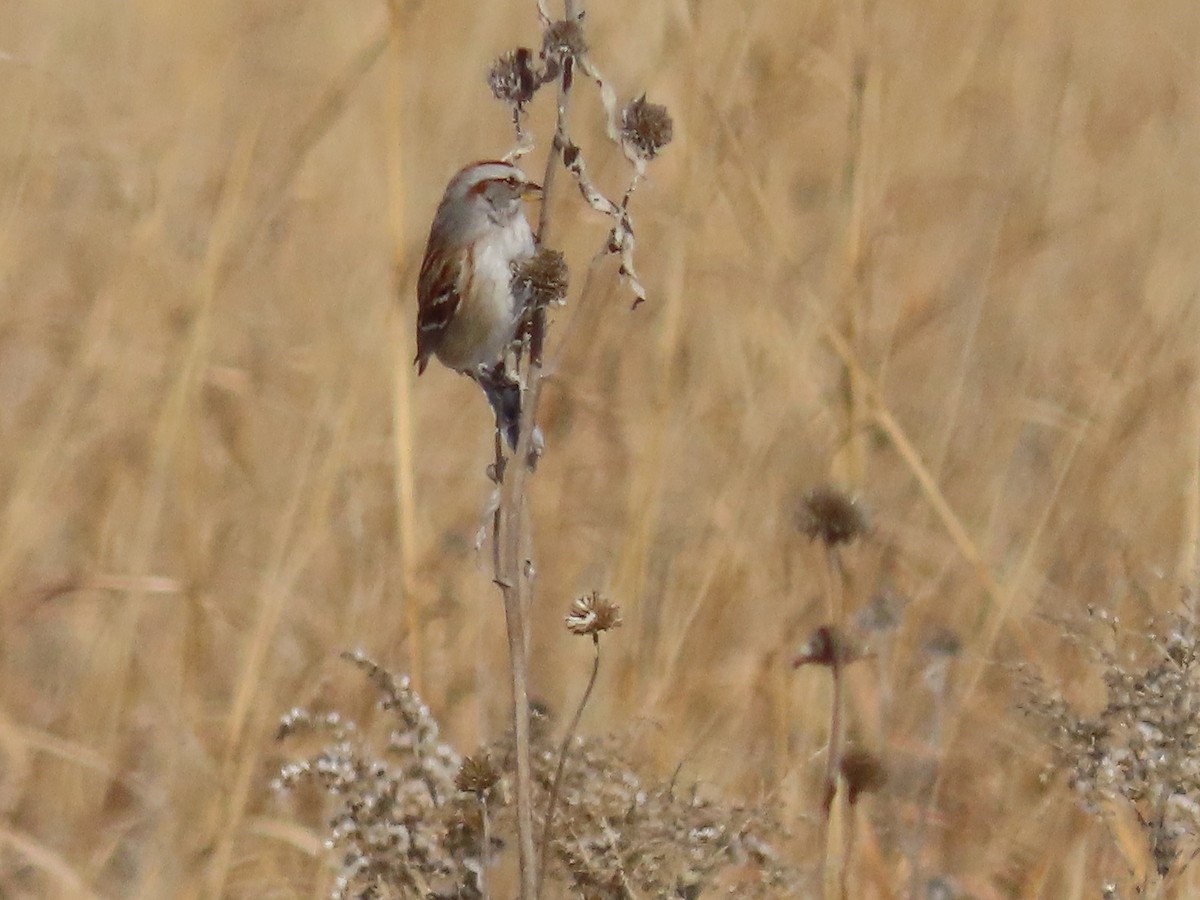 American Tree Sparrow - ML614110161