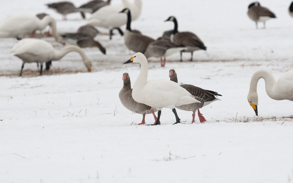 Tundra Swan - ML614110165