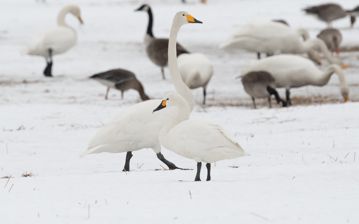 Tundra Swan - ML614110166
