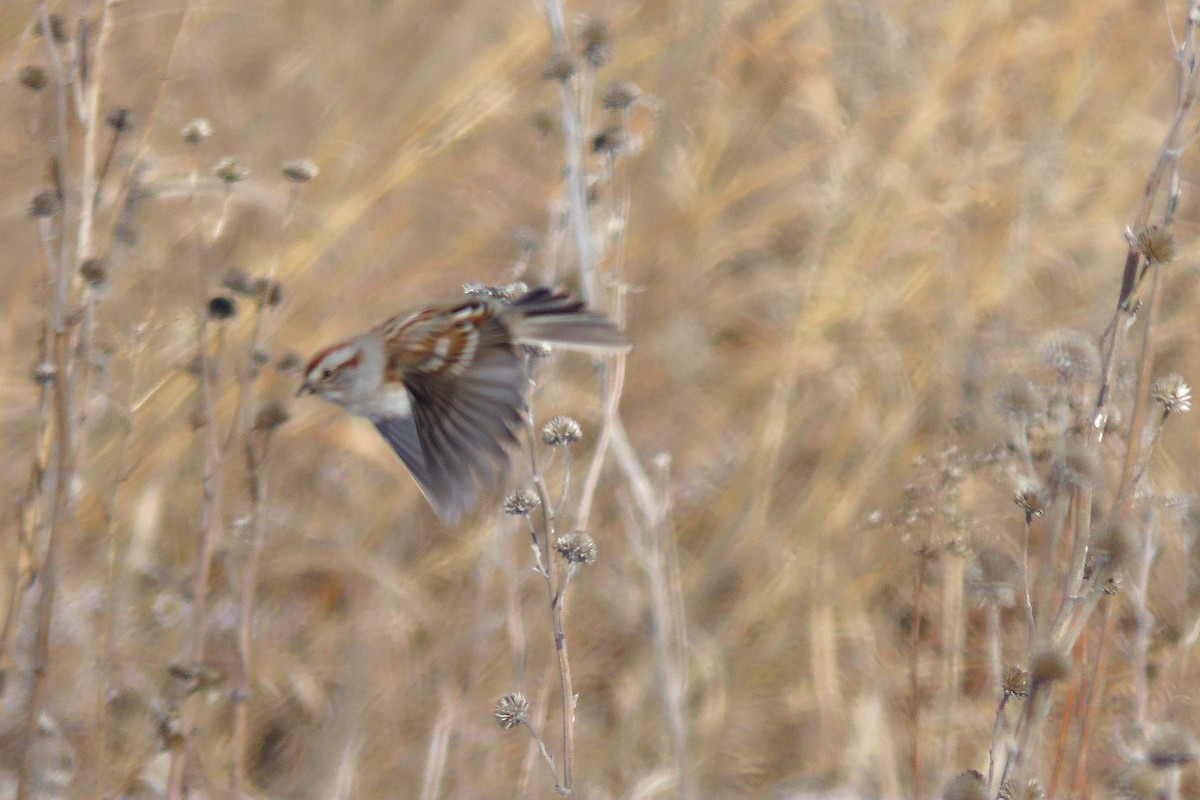 American Tree Sparrow - ML614110167