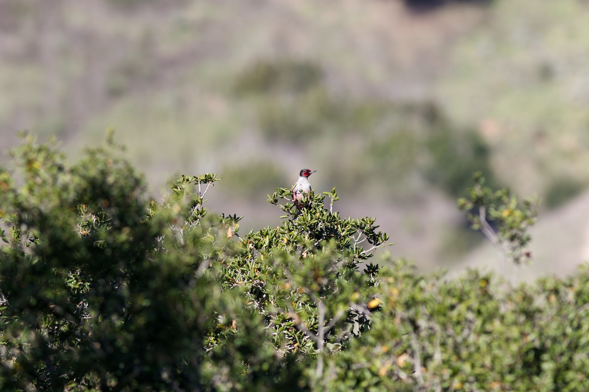 Lewis's Woodpecker - ML614110175