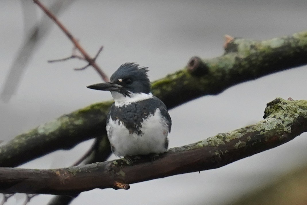 Belted Kingfisher - ML614110176