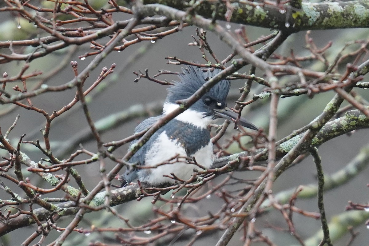 Belted Kingfisher - ML614110207