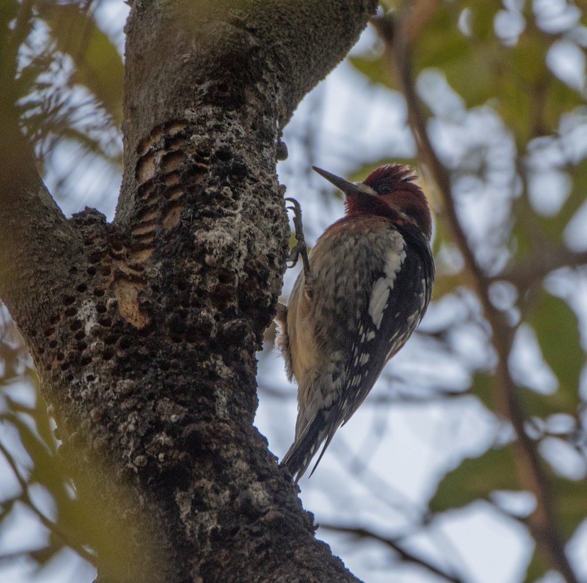 Red-breasted Sapsucker - ML614110213