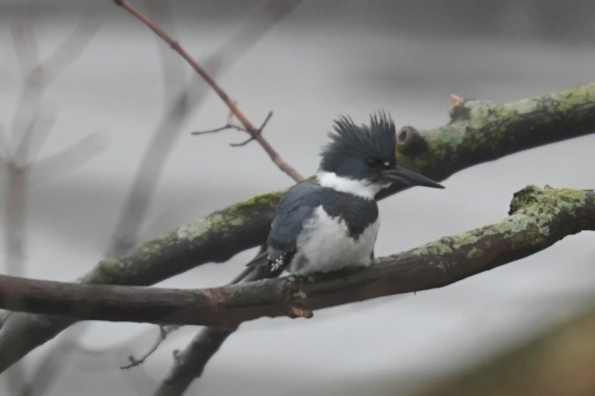 Belted Kingfisher - ML614110227