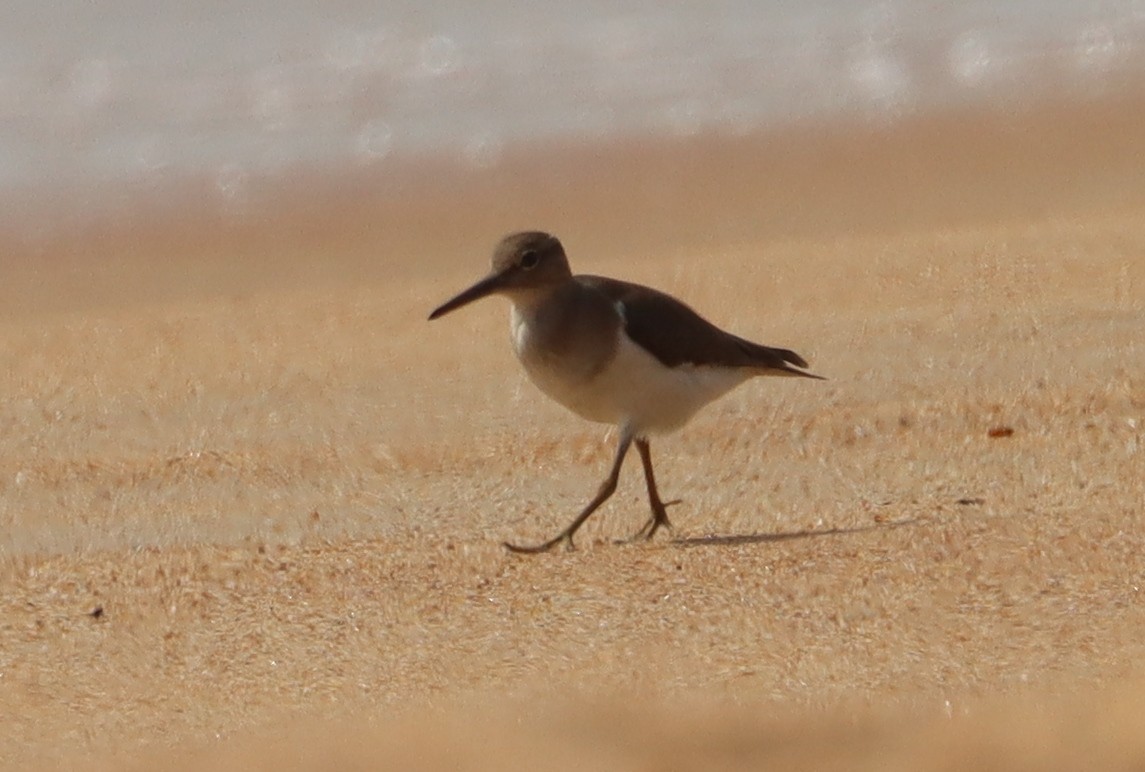 Common Sandpiper - ML614110260