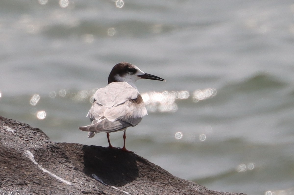 Common Tern - ML614110296