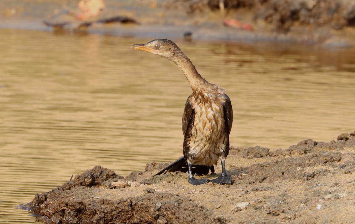 Long-tailed Cormorant - ML614110307