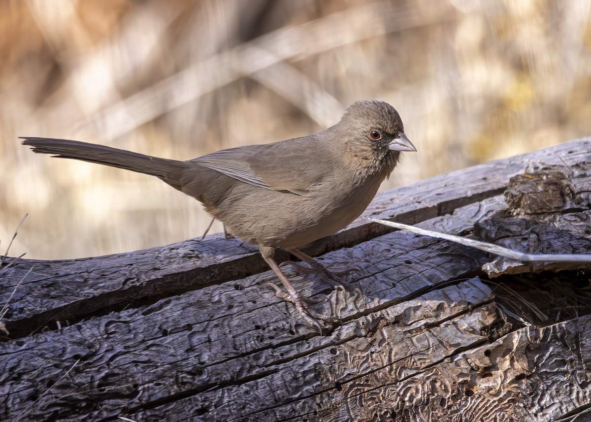 Abert's Towhee - ML614110328