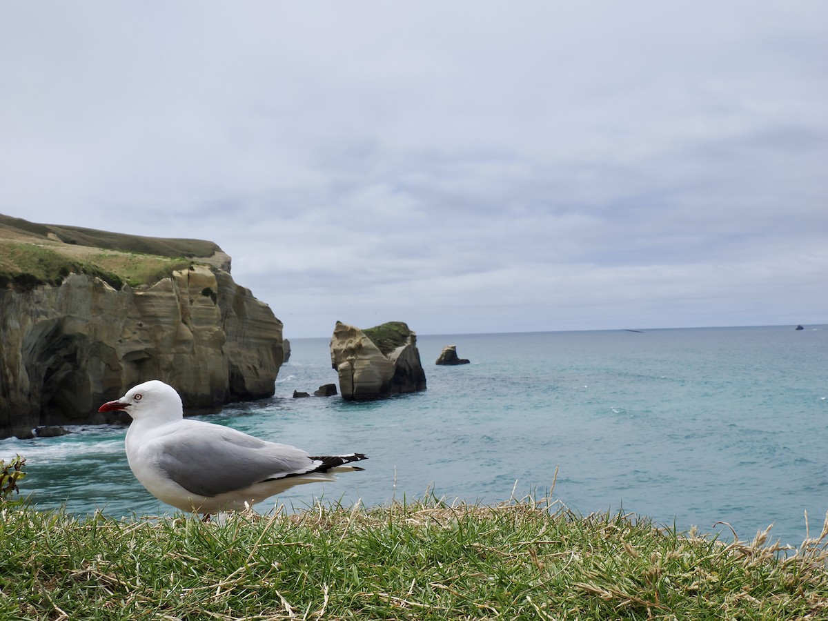 Silver Gull - ML614110335
