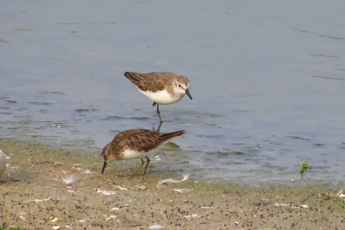 Semipalmated Sandpiper - ML614110346