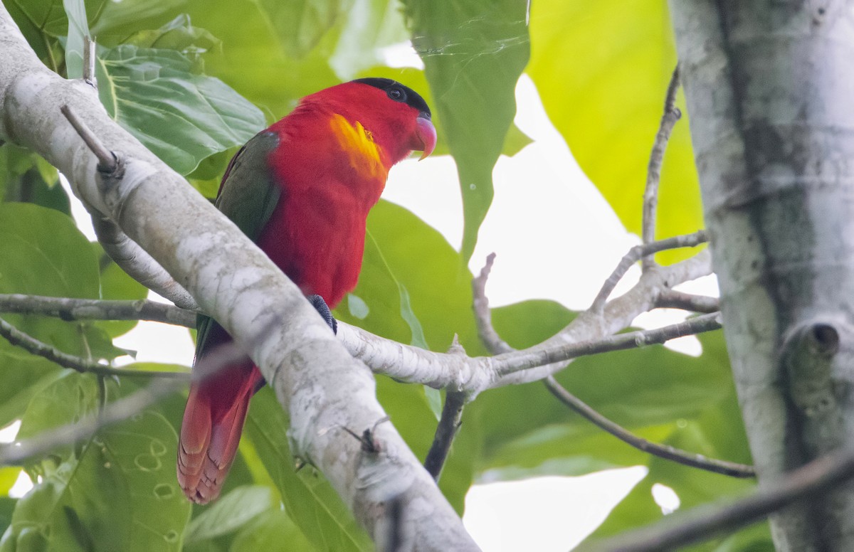 Purple-naped Lory - ML614110410