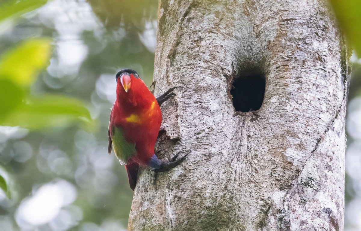 Purple-naped Lory - ML614110411