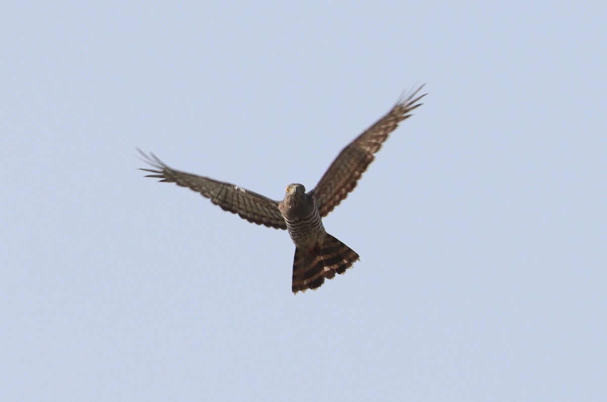 African Cuckoo-Hawk - Marc Languy