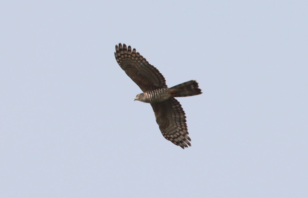 African Cuckoo-Hawk - Marc Languy