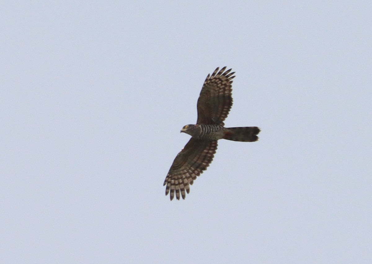 African Cuckoo-Hawk - ML614110426