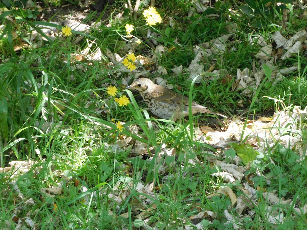 Song Thrush - Meg Glines