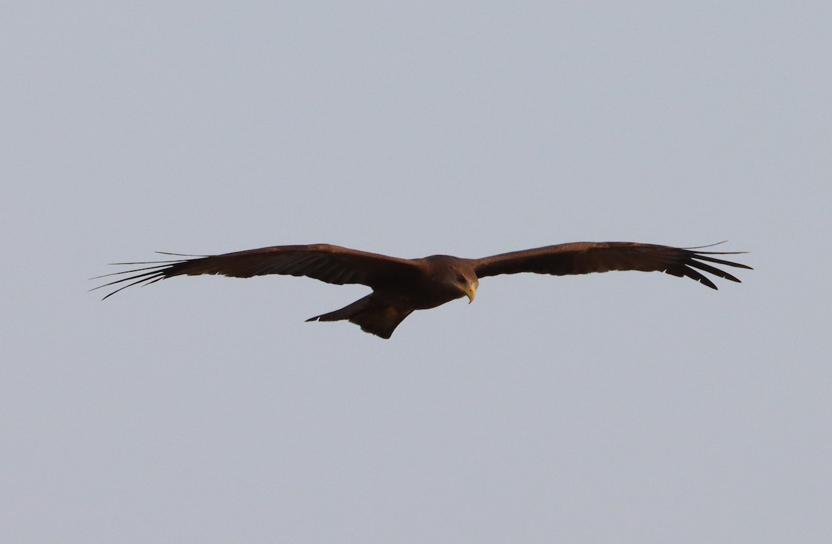 Black Kite - ML614110442