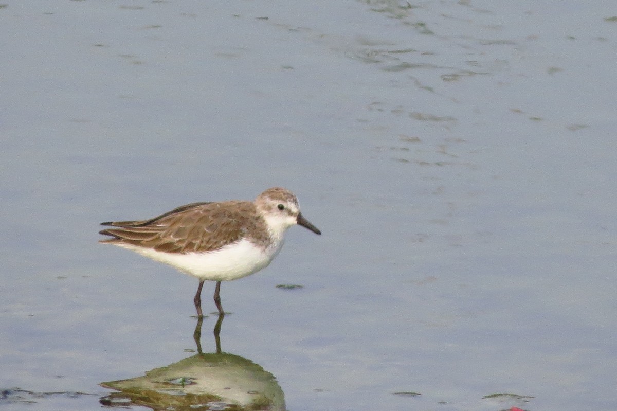 Semipalmated Sandpiper - ML614110459