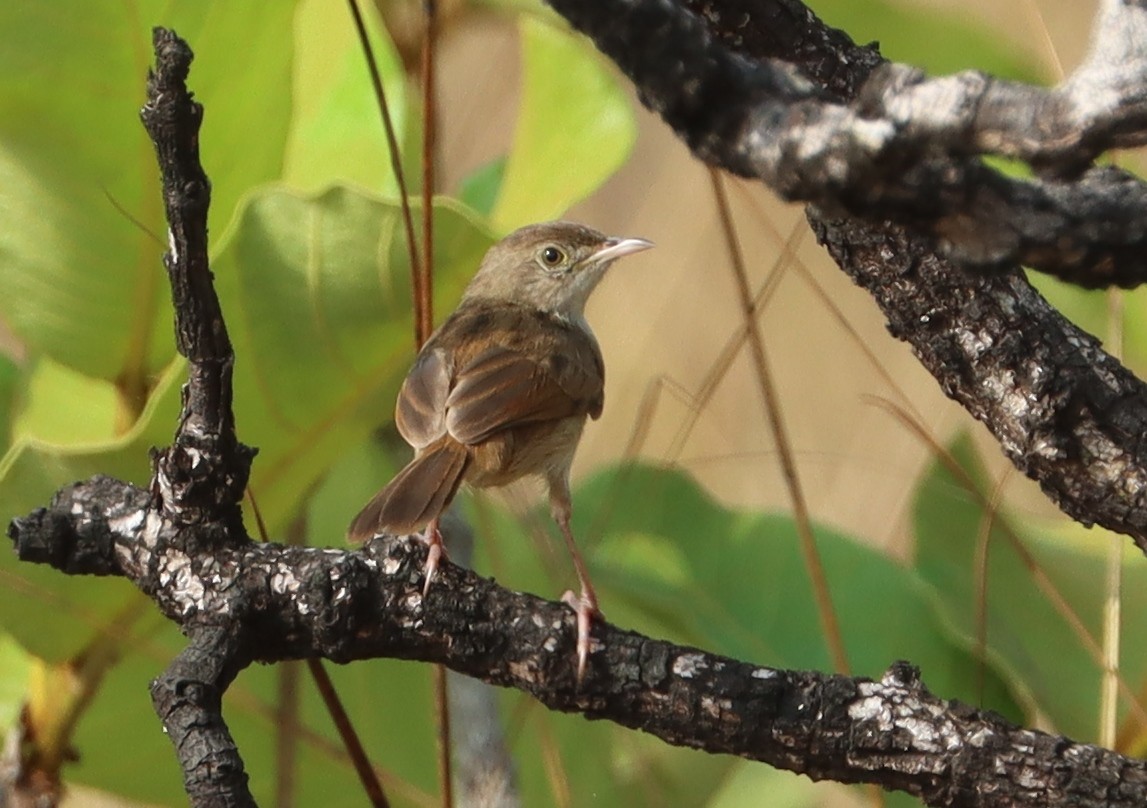 Siffling Cisticola - ML614110479