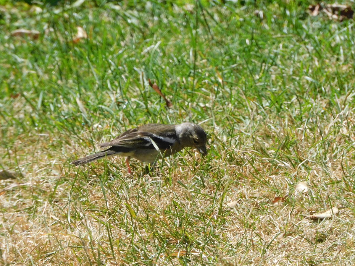 Common Chaffinch - ML614110483