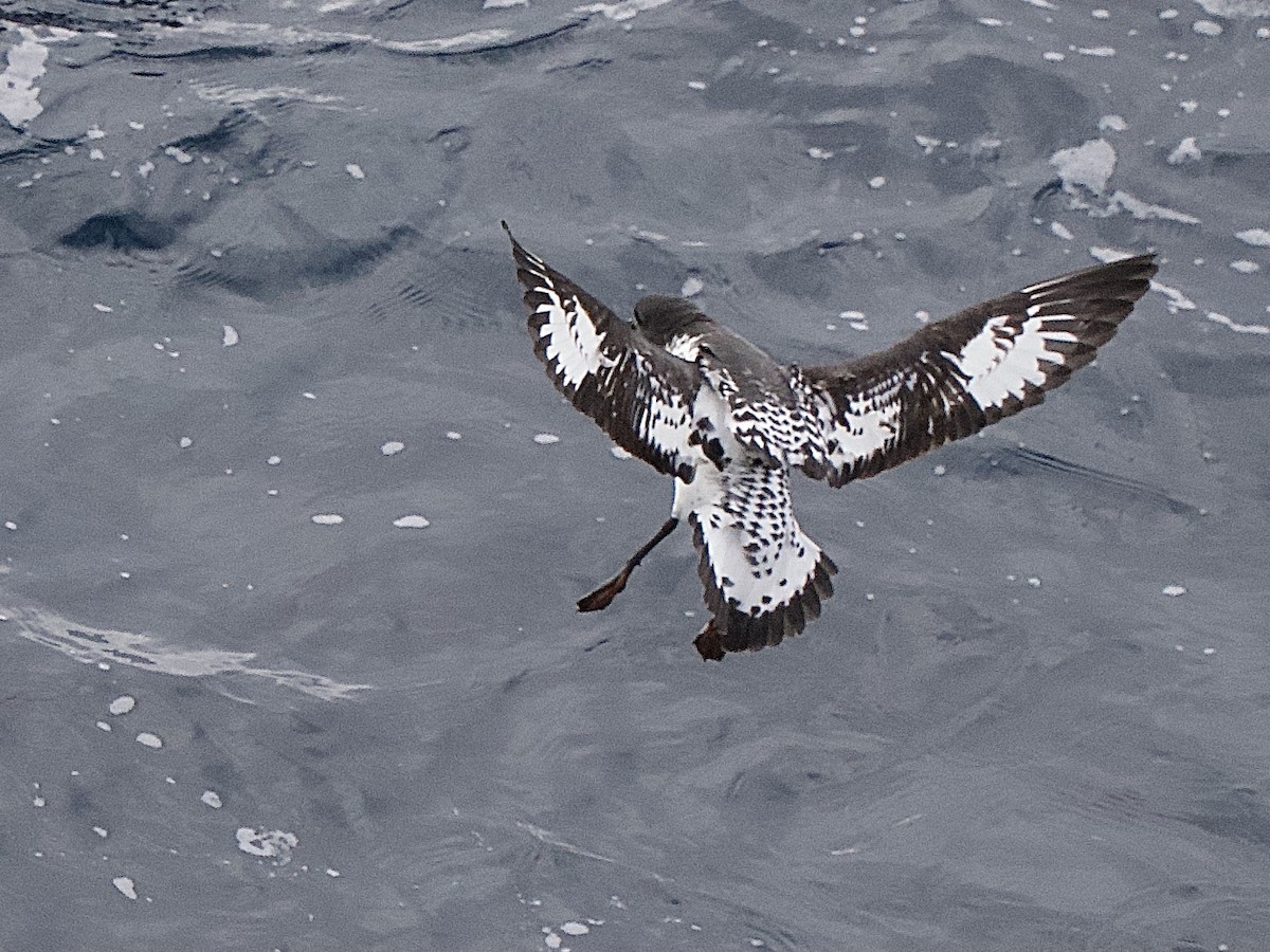 Cape Petrel (Antarctic) - ML614110488