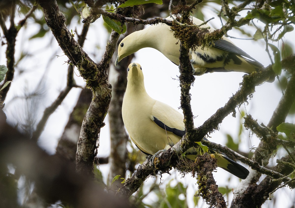 Pied Imperial-Pigeon - ML614110492