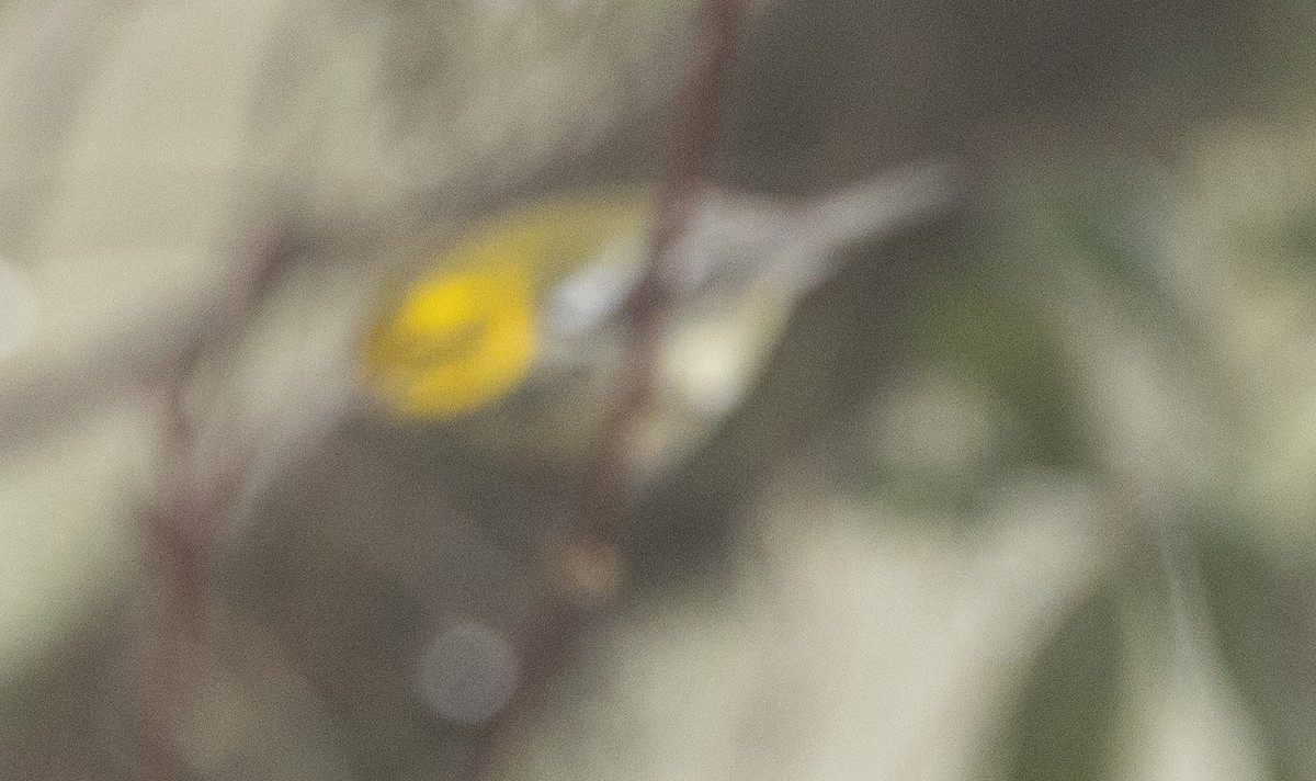 Black-throated Green Warbler - ML614110528