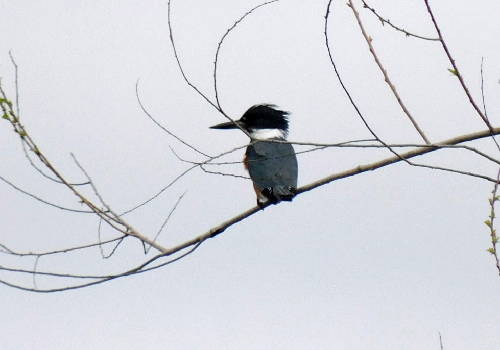 Belted Kingfisher - ML614110531