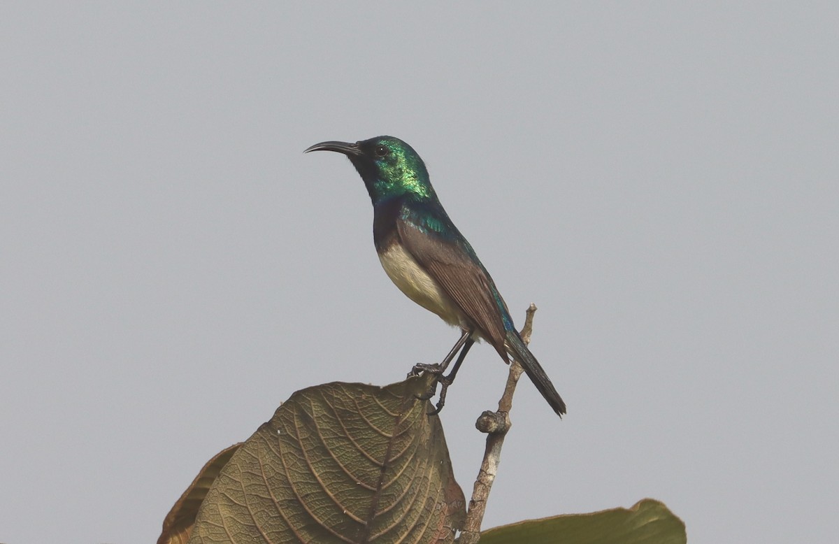 Variable Sunbird - ML614110545