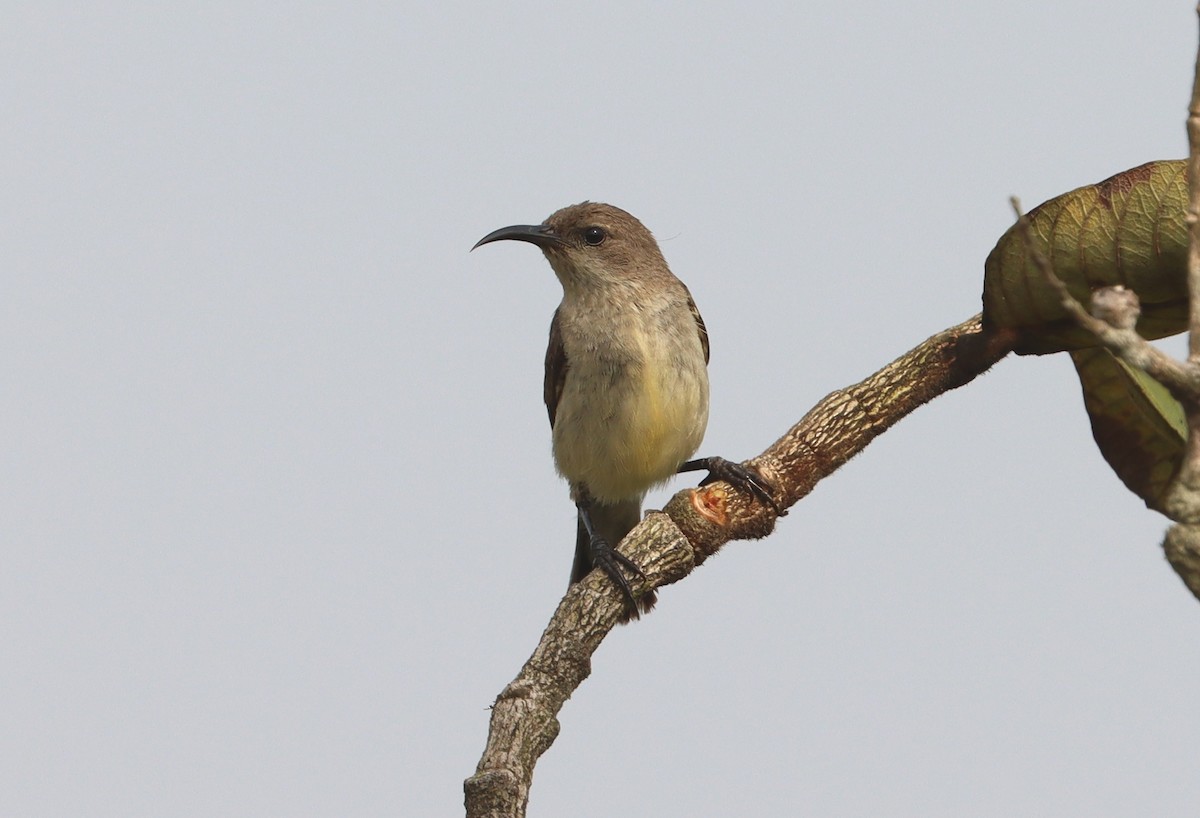 Variable Sunbird - ML614110546