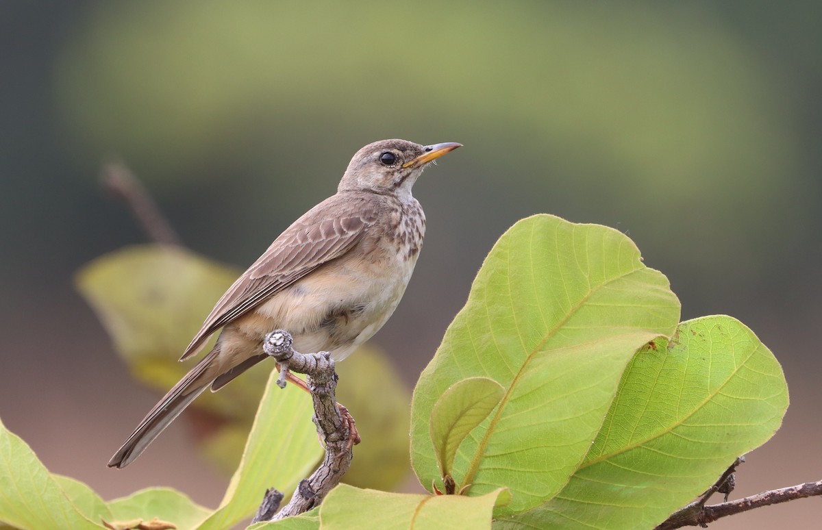 Plain-backed Pipit - ML614110566