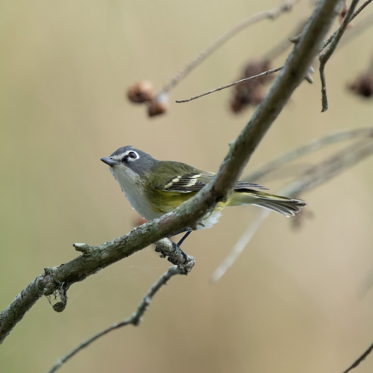 Blue-headed Vireo - ML614110587