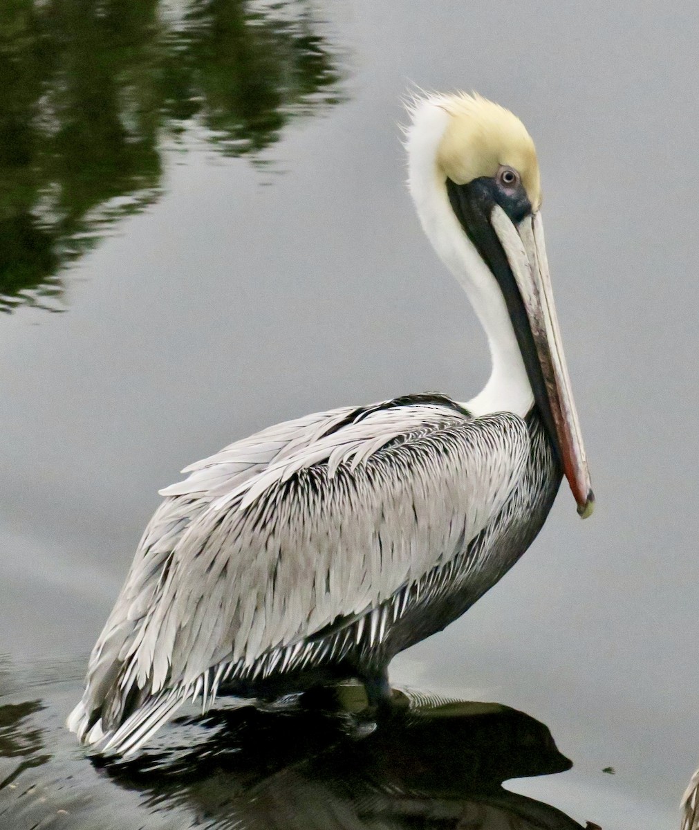 שקנאי חום - ML614110690