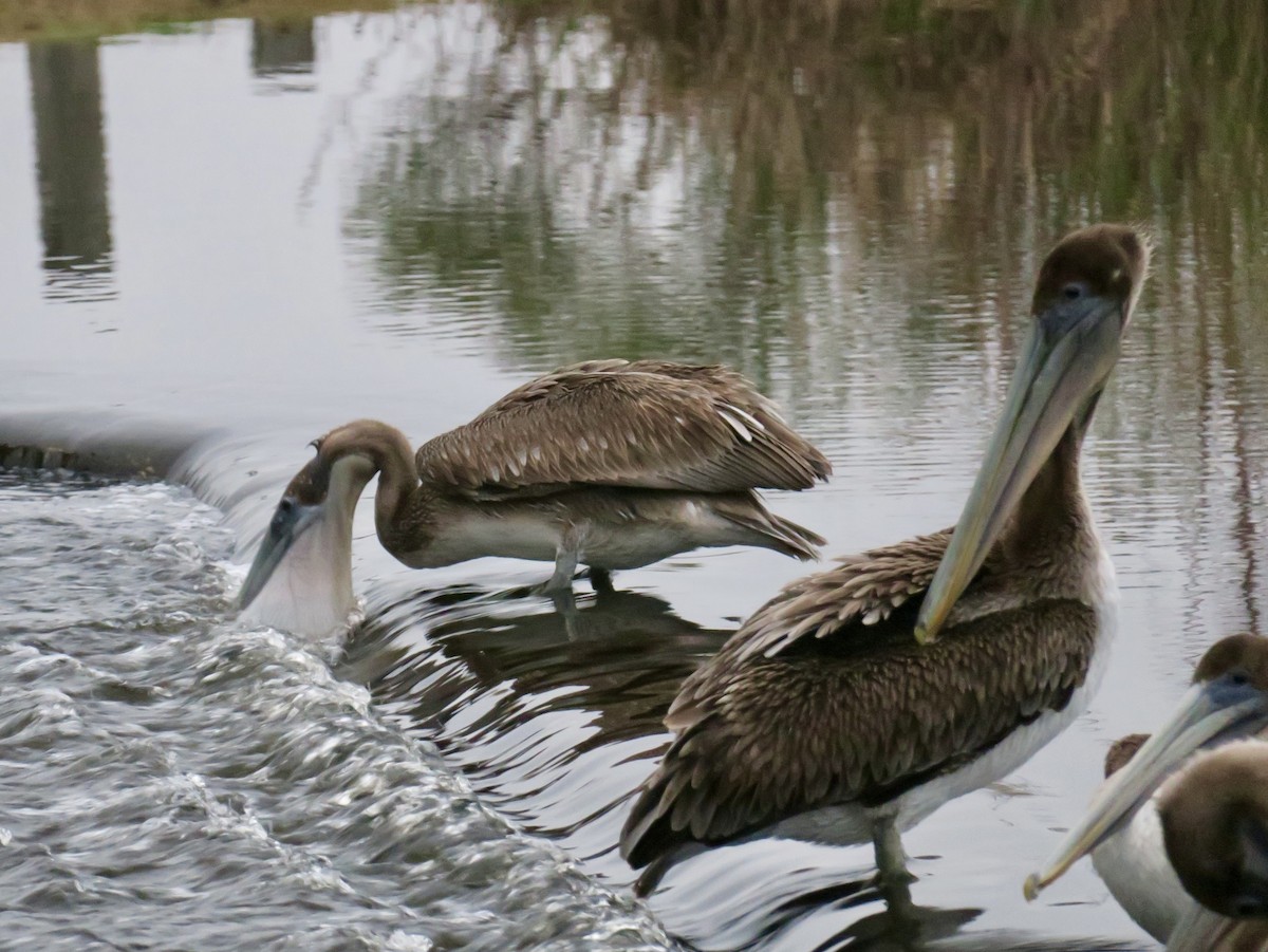 שקנאי חום - ML614110692