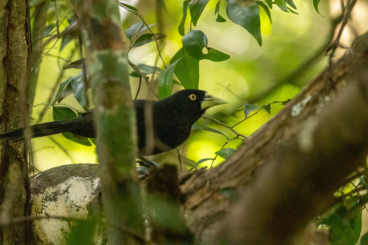 Cassique à bec jaune (holosericeus/flavirostris) - ML614110695