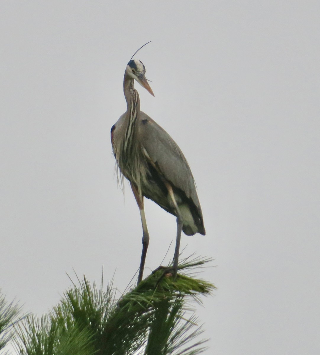 Большая голубая цапля - ML614110714