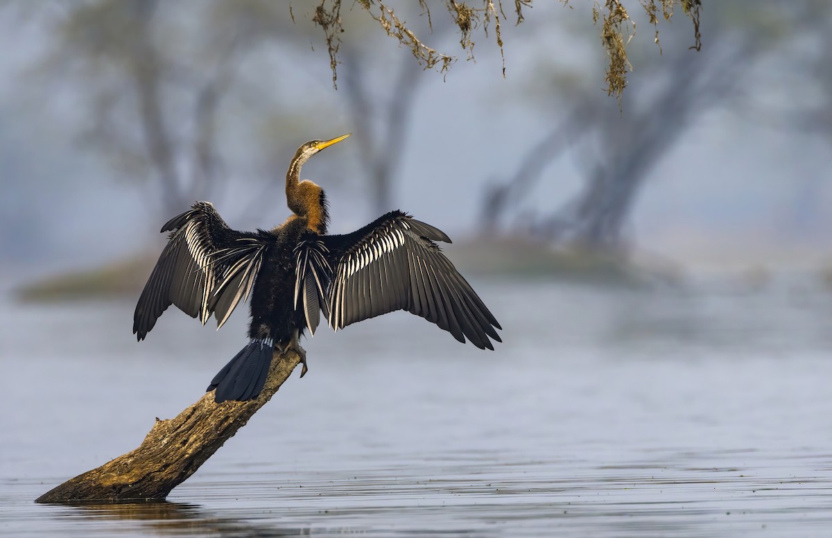 Oriental Darter - Andrew Spencer