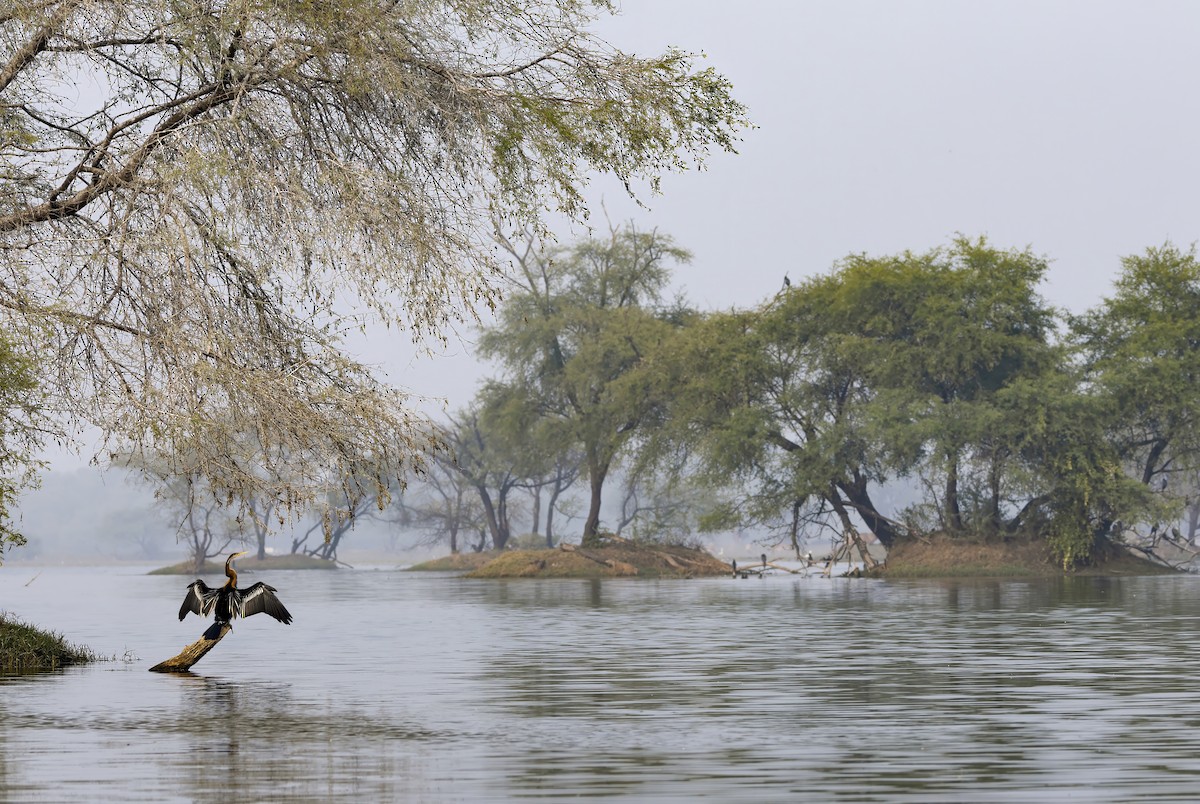 Oriental Darter - Andrew Spencer